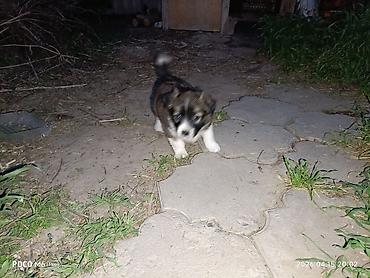 Отдам даром собаку: Щенки -дворняжкиДевочки все 5-недель,звотночки- будут среднего — 8