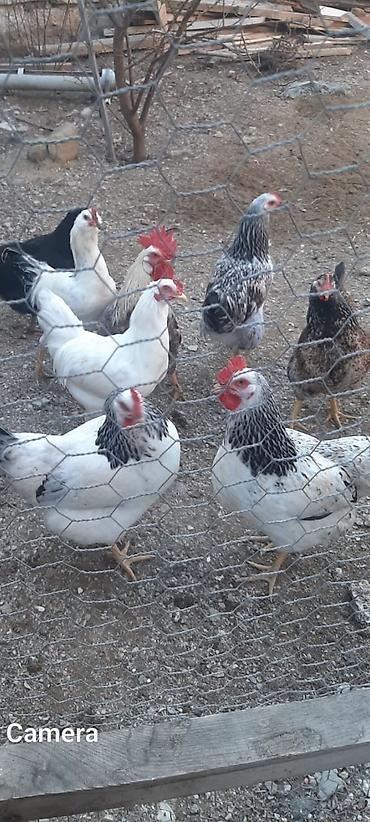 Toyuqlar satılır yeni düşüblər yumurtaya 7 ədəddi vaksin olunublar