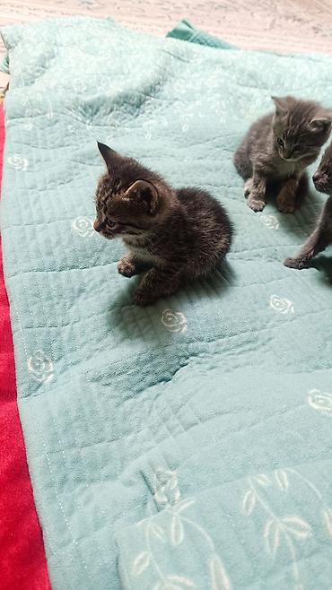 котята простые: Отдом бесплатно кошку доброе руки — 1