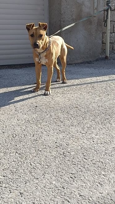 İtlər: 9 ay, Dişi, Peyvəndli, Ünvandan götürmə -da lalafo.az — 8 İtlər: 9 ay, Dişi, Peyvəndli, Ünvandan götürmə — 8