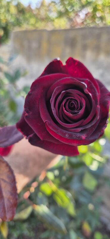 Çöl bitkiləri: Saqı Gülçülük – Tərtərin ən gözəl gülləri Bir gül təkcə ətriylə deyil — 17