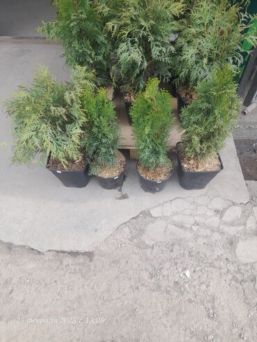 Спил деревьев, заготовка дров: Обрезка деревьев!!! Сезонная обрезка плодовых деревьев!!! Зима — 16