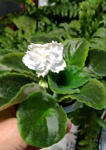 Бөлмө өсүмдүктөрү: Продаю деткистартеры сортовых фиалок🌺🌿🌺. От 100сом. Есть взрослые — 9