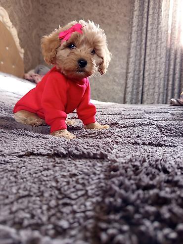 İtlər: Pudel, 2 ay, Dişi — 6