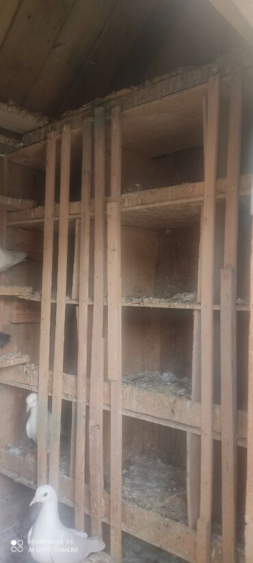 Yuvalar: Quşxana Satlır — 7