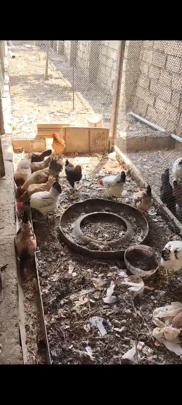 ayam cemani yumurta: Toyuq, Yumurtalıq, Ünvandan götürmə