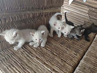 Отдам даром: Отдам котят в добрые руки!
с Новопокровка at lalafo.kg Отдам даром: Отдам котят в добрые руки!
с Новопокровка