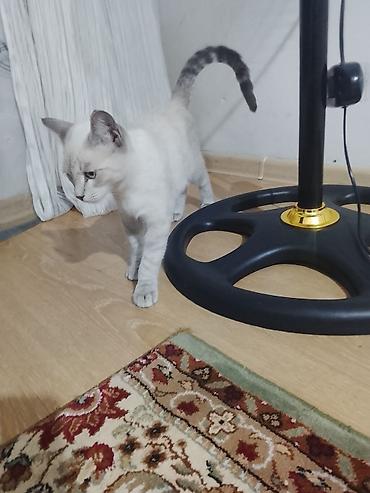 котёнок токмок: 5 месяцев, Мальчик, Биколор — 1