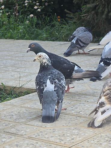 goyerci: 14 ədəd drkanonlar
unvan mərdakan
əlaqə 0708638395 — 1