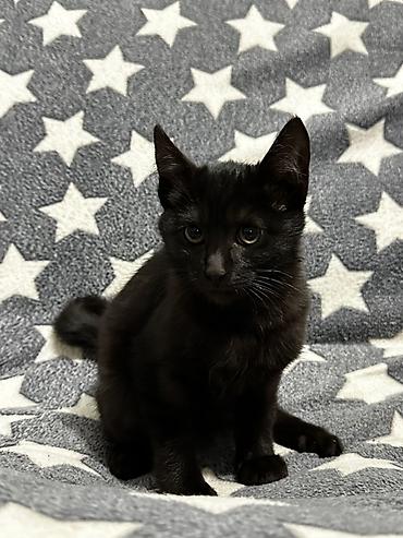Отдам даром собаку: Отдаем котят в добрые и заботливые руки 😸Котятам по 6 месяцев. Чистые — 1