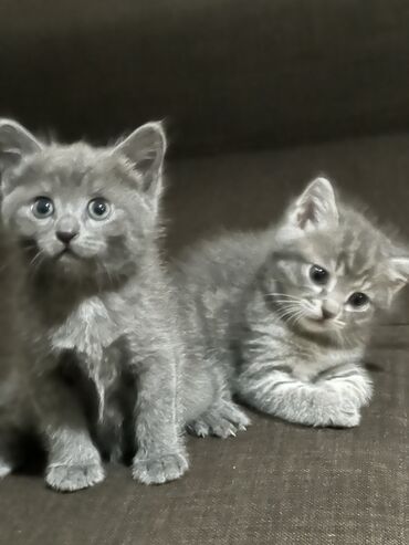 шотланские коты: Милые котята ищут новый дом и добрых хозяев, будут отличными друзьями