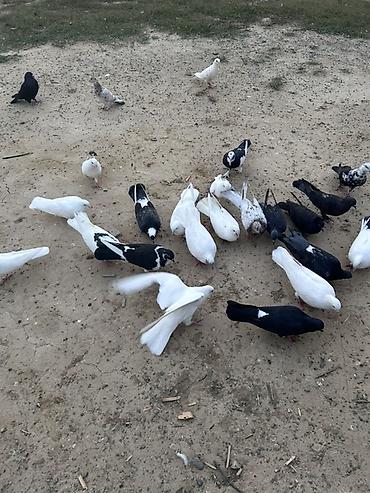 Salam tutulma quslar tek tekde satılır qıymet. Ferqlı olacaq optavoy 4
