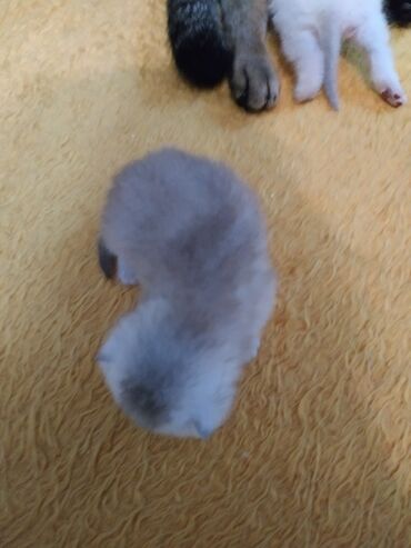 Pişiklər: Britan — 9