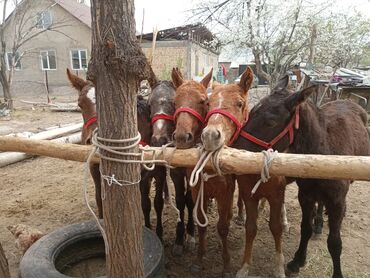 продажа лошадей в кыргызстане: Продаю | Жеребец | Для разведения