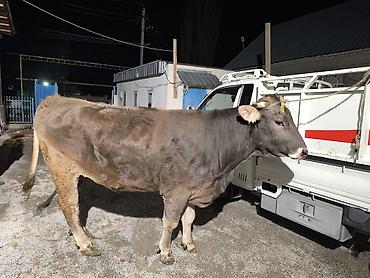 Коровы, быки: Продаю | Бык (самец) | На откорм | Привязанные — 1