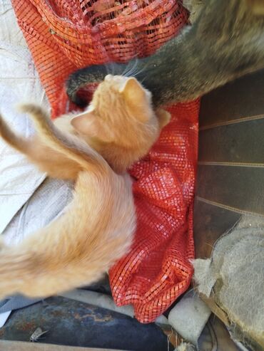 рыжий пятнистый кот купить: Отдаю котят в добрые руки два рыжих и один серыйкотята приучены к