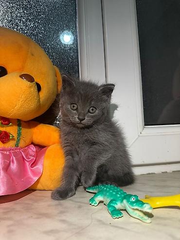 Pişiklər: Yaxşı əllərə -da lalafo.az — 7 Pişiklər: Yaxşı əllərə — 7