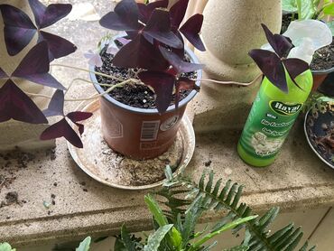 Otaq bitkiləri: Otaq və balkon üçün dekorativ bitkilər kolleksiyası - Qırmızı — 14