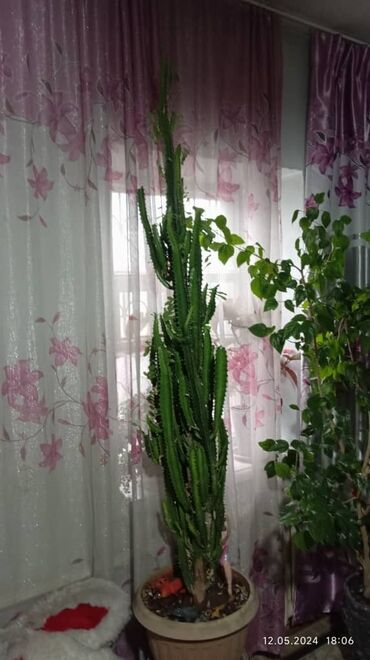 Другие комнатные растения: Продаю цветы 
звонить по телефону