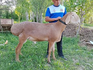 Баран, овца: Продаю | Баран (самец) | Эдильбаевская | Для разведения | Племенные — 6