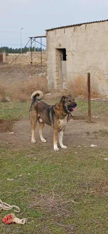 İtlər: Qurdbasar, 2 il, Erkek, Peyvəndli, Ödənişli çatdırılma — 1