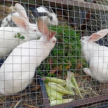 кошки бишкек купить: Продаю | Крольчата | Декоративная | Для разведения — 2