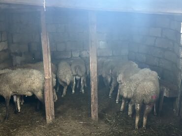 Коровы, быки: Qoyun sürüsü satılır. - Növ: yerli ət-yun istiqamətli qoyunlar - Say