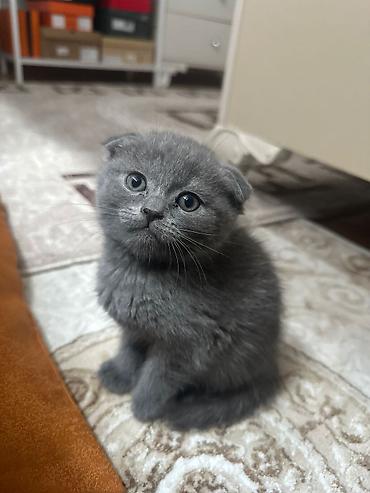 Pişiklər: Şotland — 3