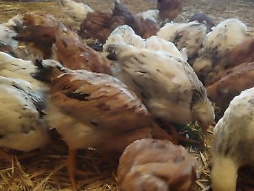 Cücələr: Toyuq cücələri, Ətlik — 4