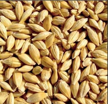 пшеница ячмень: Куплю ячмень оптом 
куплю пшеницу оптом