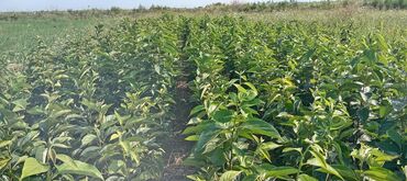 Tinglər: Hər növ meyvə aqcların satşı hər bir sort var çadrlma pulsuzdur meyvə — 6