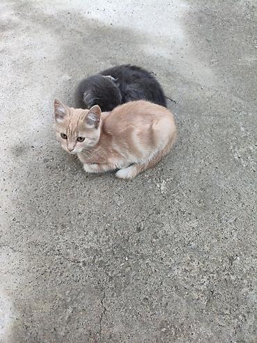 котята простые: Котят Отдам даром район мыкан — 3