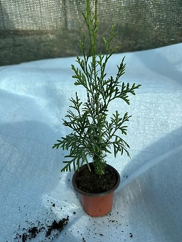 Туя: Туя западная — саженцы в контейнерах - Вид: Thuja occidentalis (туя — 12