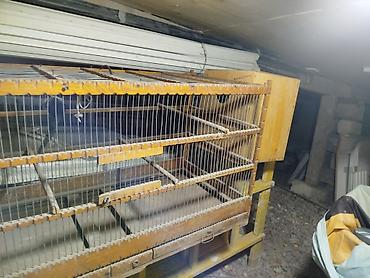 dovşan ucun qəfəs: Taxta quş qəfəsi və yuvalama qutusu dəsti - Material: möhkəm taxta — 1