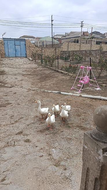 tap.az xacmaz heyvanlar: 3ayliq 20gunluk yerli kənd qazları.qiymət 30AZN.5 ədəd.Unvan Bakı — 3