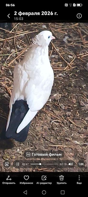 Göyərçinlər: Məhsul:Salam damazlıq sağlam bala verən quslarimdir, erkey oynaq göy — 7