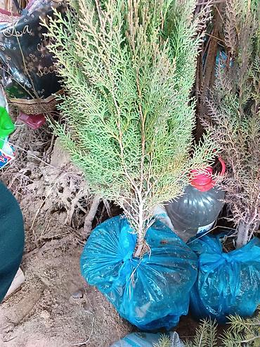 Малина: Малина — 16