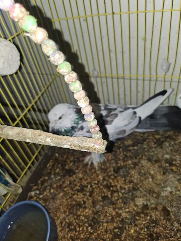 Göyərçinlər: Müxtəlif rənglərdə iki göyərçin təklif olunur. Biri gənc, qəhvəyi, boz — 9