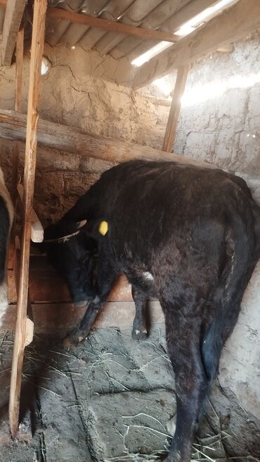 домик для кота: Ушул сут багытындагы Кунажындар сатылат