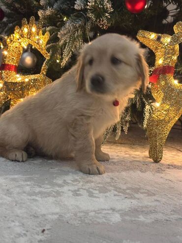 İtlər: Retriever, 2 ay, Dişi, Sənədli, Ödənişli çatdırılma, Ünvandan götürmə — 8