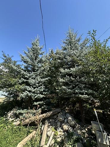 молочай цветы: Ель голубая (Picea pungens ‘Glauca’) — зрелые ландшафтные деревья — 5
