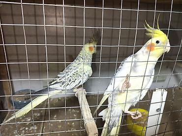 feniks qusu: Cüt Corella satılır 65azn istəyən olsa zəng və yaza bilər — 2