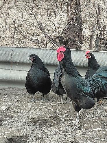 Другие с/х животные: Продаю куры, петух, индоутки Беловодске — 8