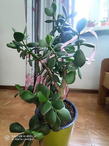 Толстянка (Crassula ovata, «денежное дерево»). От 200 сом и выше