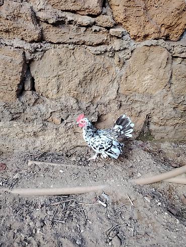 Xoruzlar: Yaponkalar satılır ünvan Əmircan — 14