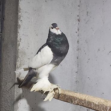 Göyərçinlər: Zövqlü dekorativ göyərçinlər dəsti - Nadir görünüşlü dekorativ — 5