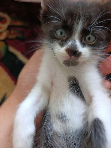 котята норвежской лесной кошки: Котята-таксико (черно-белые) с оригинальными “масками” на мордочке — 1