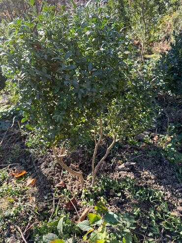 Şitillər: Şimşir tingləri satıram. Onlar dekorativ haşiyələr, hedcinqlər və — 17