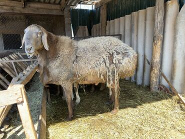 продаю пчёл: Продаю | Баран (самец), Овца (самка), Ягненок