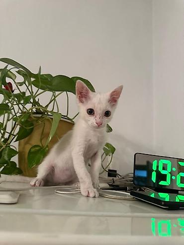 Продажа кошек: 2 месяца, Мальчик — 11